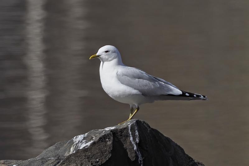 A common gull photographed where it's supposed to be—in this case, within its breeding range in Finland. The banded common gull that was recently found several times in Maine may have been hatched somewhere in Europe or Iceland, but it was banded during the non-breeding season in Massachusetts. Photo by Mattivirtala, courtesy Wikimedia Commons A common gull photographed where it's supposed to be—in this case, within its breeding range in Finland. The banded common gull that was recently found several times in Maine may have been hatched somewhere in Europe or Iceland, but it was banded during the non-breeding season in Massachusetts. Photo by Mattivirtala, courtesy Wikimedia Commons
