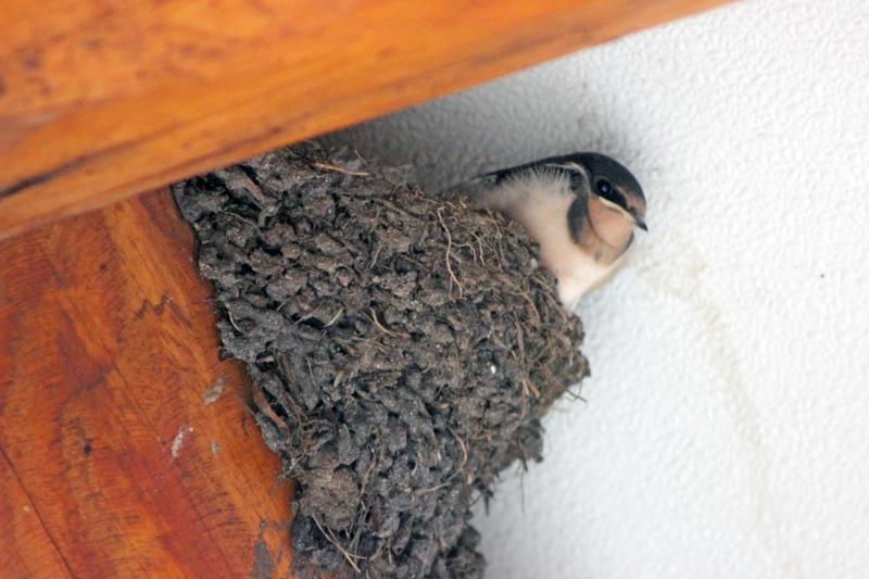 Barn swallows build their nest of mud and grass and often anchor it against a beam within a barn or other building to which they have access. This is a young bird getting ready to leave the nest. Photo by Courtney Celley/USFWS, courtesy of Wikimedia Commons Barn swallows build their nest of mud and grass and often anchor it against a beam within a barn or other building to which they have access. This is a young bird getting ready to leave the nest. Photo by Courtney Celley/USFWS, courtesy of Wikimedia Commons