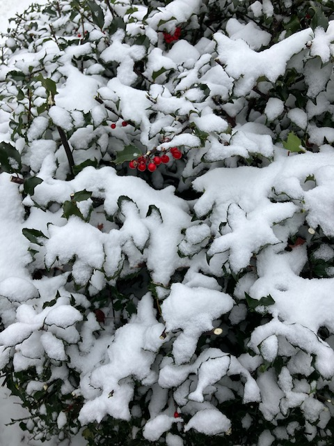 (Photo courtesy Susan Kanellakis) d