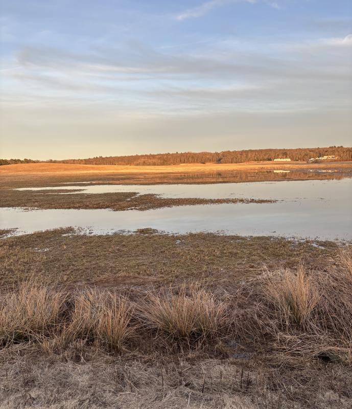 Even temporary wetlands like the authors' "pop-up pond" are important for birds during migration. Courtesy of Allison Wells Even temporary wetlands like the authors' "pop-up pond" are important for birds during migration. Courtesy of Allison Wells