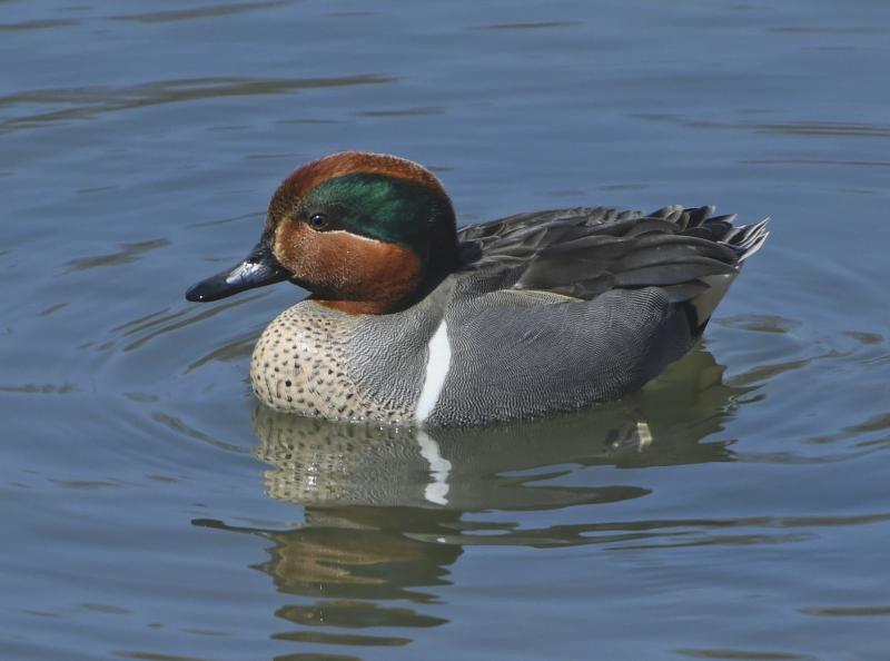 The green in the wing of the male green-winged teal may not always be visible, but the green patch in the rufous head is always striking. Courtesy of Mykola Swarnyk, courtesy of Wikimedia Commons
The green in the wing of the male green-winged teal may not always be visible, but the green patch in the rufous head is always striking. Courtesy of Mykola Swarnyk, courtesy of Wikimedia Commons