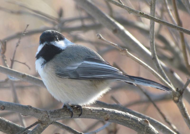 Adding to the bird song symphony are chickadee alarm calls when they see hawk in the area. Courtesy of Jeff Wells Adding to the bird song symphony are chickadee alarm calls when they see hawk in the area. (Photo courtesy of Jeff Wells)
