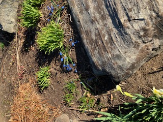 A dash of blue (Photo courtesy Susan Kanellakis) A dash of blue (Photo courtesy Susan Kanellakis)
