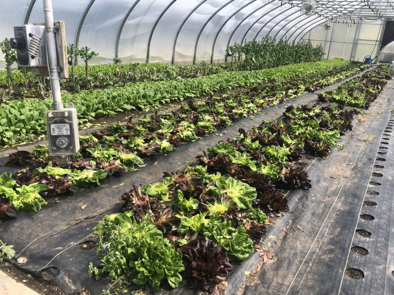 Rows of Arugula Surrounded by Warmth from the Winter Chill Green Houses Provide a Layer of Warmth for Winter Vegetables