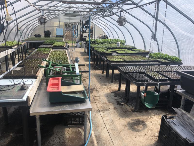 Rows of Vegetable Starters Table after table of budding vegetable plants-
