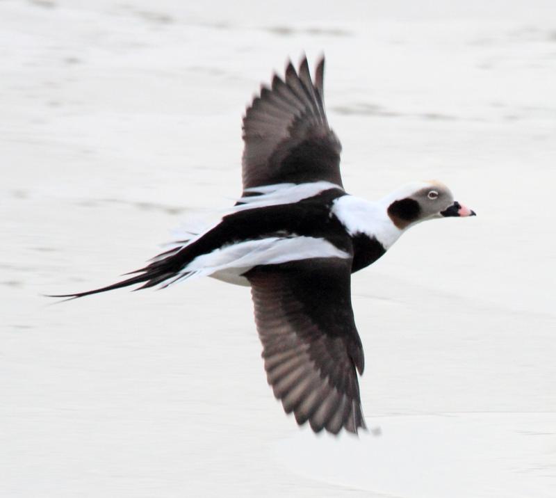 The long tail trails behind on this male long-tailed duck, a feature presumably important in the selection of a mate by the females. Photo by Dominic Sherony, courtesy of Wikimedia Commons The long tail trails behind on this male long-tailed duck, a feature presumably important in the selection of a mate by the females. (Photo by Dominic Sherony, courtesy of Wikimedia Commons.)