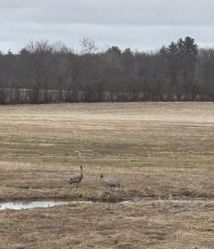 During a recent visit to their favorite local "pop-up pond," the authors finally find what they had hoped to see there for years: sandhill cranes! Courtesy of Allison Wells During a recent visit to their favorite local "pop-up pond," the authors finally find what they had hoped to see there for years: sandhill cranes! Courtesy of Allison Wells