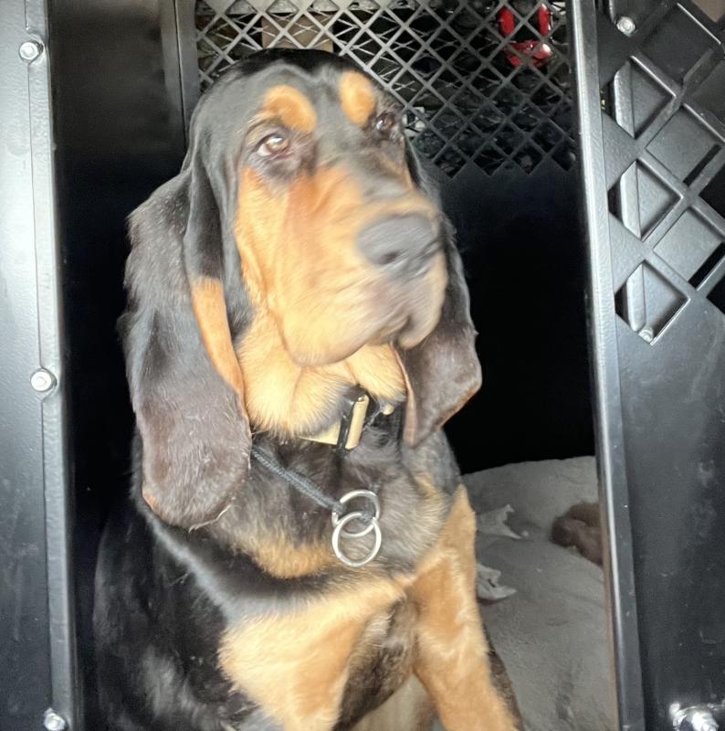Millie, MSP K9 Unit member (Photo courtesy MSP Specialist Eric Sucy) Millie