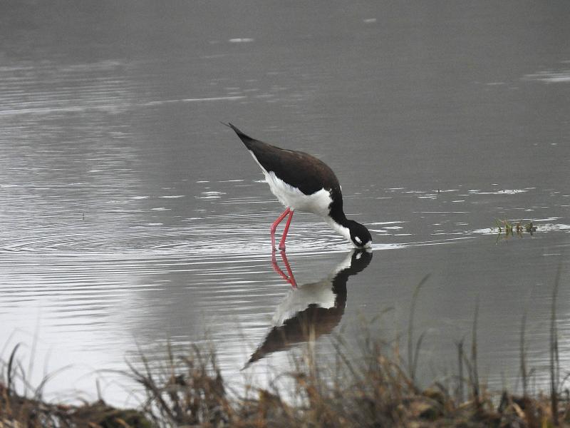 All of the world's stilt species have long, pink legs; black bill, and striking white and/or black plumage. Courtesy of Rob Speirs All of the world's stilt species have long, pink legs; black bill, and striking white and/or black plumage. Courtesy of Rob Speirs