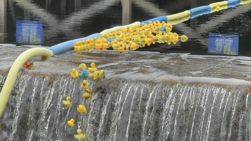 It was beak and beak at the lip of the falls... still too early to call the winners. Ducks at the lip of the falls...