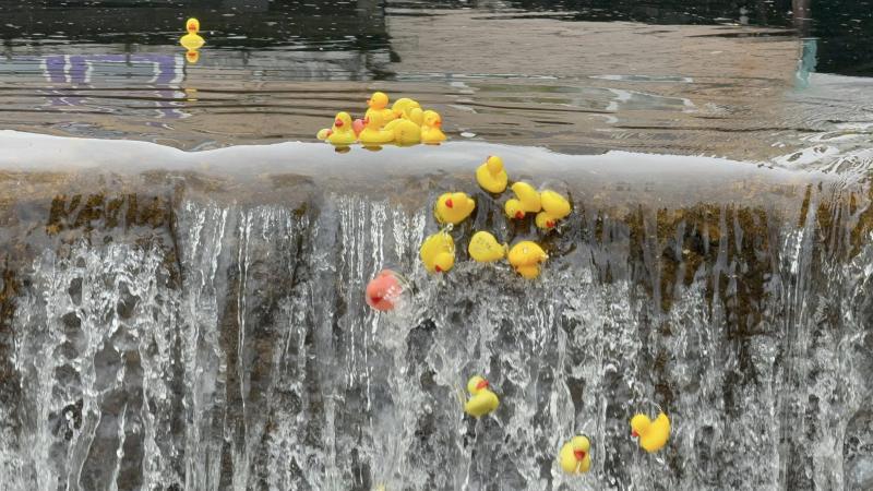 Once the ducks started going over the lip of the dam, all bets were off and it became any duck's race. Going over the edge and into the breach!!!