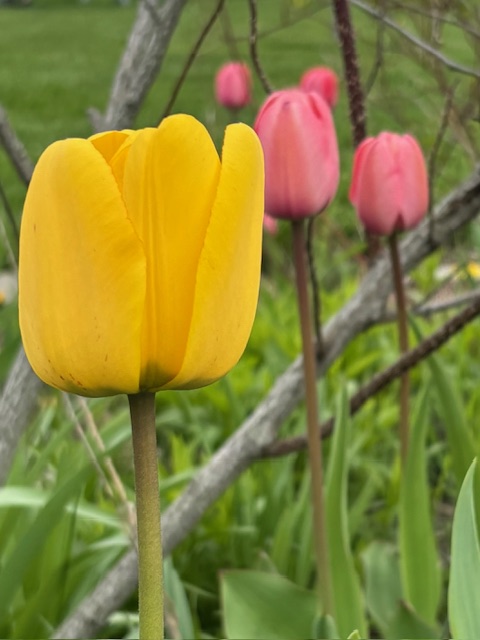 Spring tulips (Photo courtesy Carolyn Kanicki) c