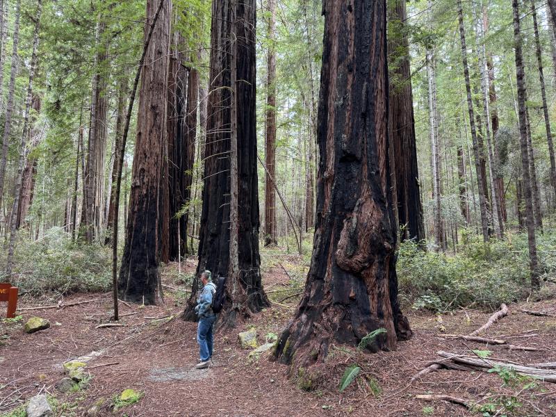 Redwood trees bearing the scars of a past fire, their thick bark a natural protection. (Photo by Ed O’Brien) Redwoods