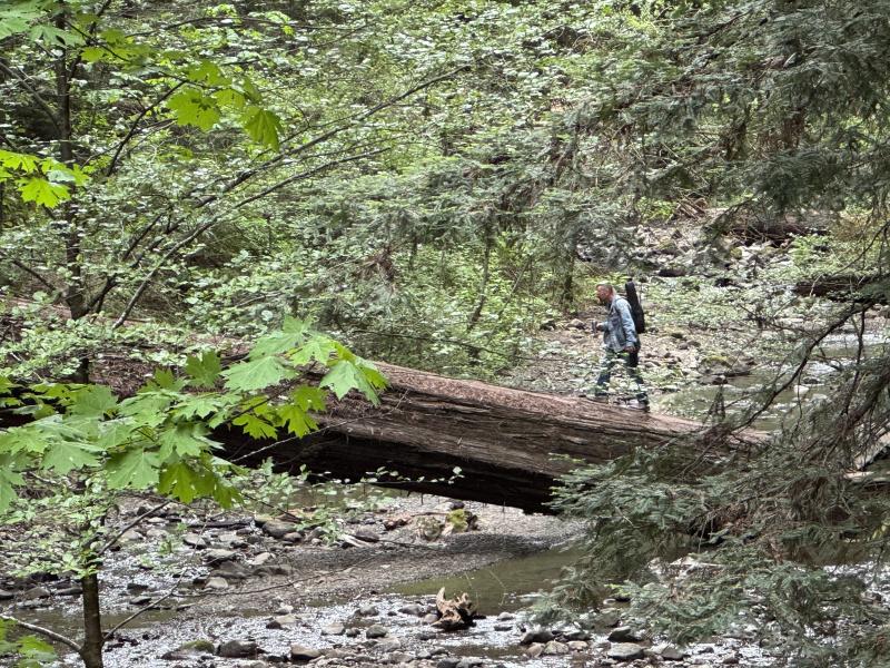 A possible Sasquatch sighting along the Avenue of the Giants. (Photo by Ed O’Brien) Sasquatch