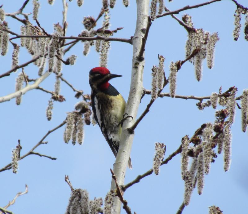 The authors were surprised to hear a yellow-bellied sapsucker drumming recently in their in-town neighborhood, where they've only seen or heard them a few times over the last 20 years. Courtesy of Jeff Wells The authors were surprised to hear a yellow-bellied sapsucker drumming recently in their in-town neighborhood, where they've only seen or heard them a few times over the last 20 years. Courtesy of Jeff Wells
