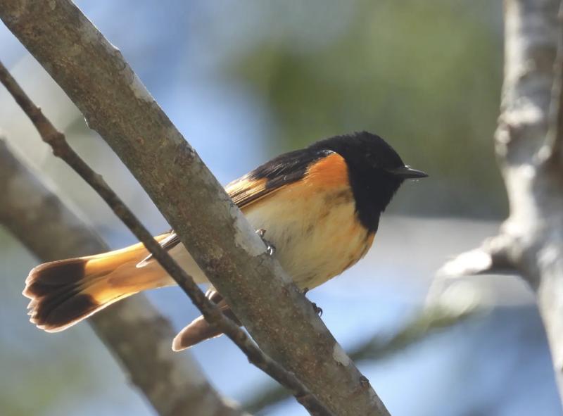 American Redstart, in South Bristol (Photo courtesy Lee Emmons) c