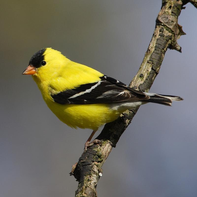 American goldfinch males do what is called a Butterfly Display flight during the breeding season, one of many things about these familiar birds that you may not know. Photo by mdf courtesy of Wikimedia Commons
American goldfinch males do what is called a Butterfl0y Display flight during the breeding season, one of many things about these familiar birds that you may not know. Photo by mdf courtesy of Wikimedia Commons