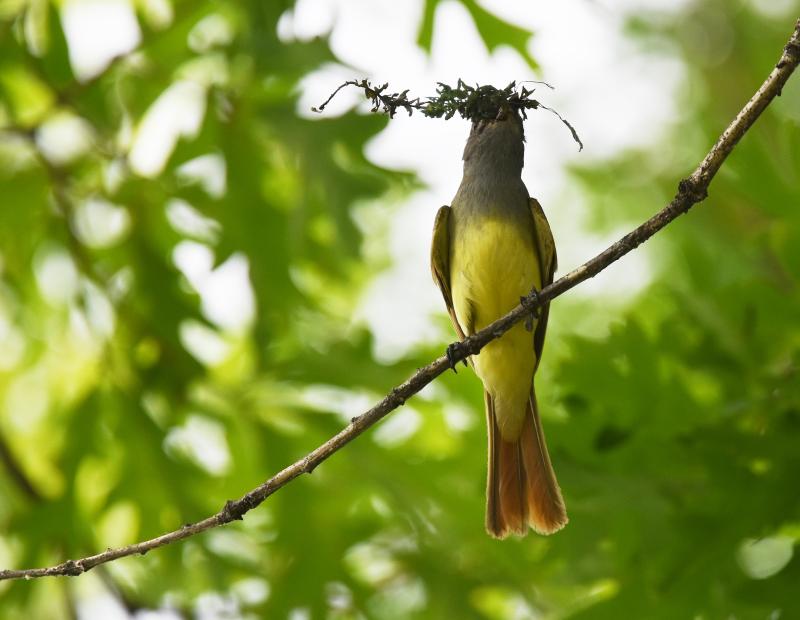 Female great crested flycatchers sometimes add lots of material into the nest cavity in order to ensure that the nest cup itself is not too deep. Photo by WildReturn, courtesy of Wikimedia Commons Female great crested flycatchers sometimes add lots of material into the nest cavity in order to ensure that the nest cup itself is not too deep. Photo by WildReturn, courtesy of Wikimedia Commons