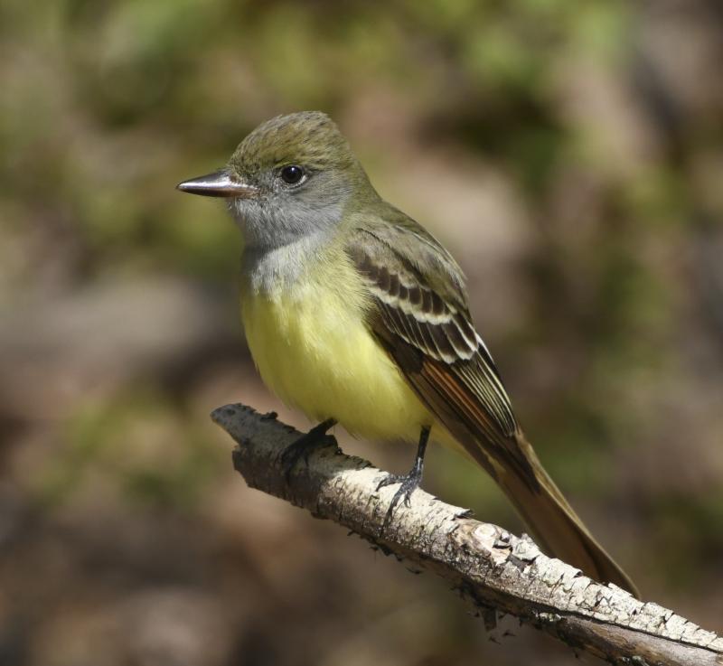Despite the name, great crested flycatchers don't have a prominent crest. But the bright yellow belly, rufous tail, wingbars, and gray throat are distinctive. Photo by Mykola Swarnyk, courtesy of Wikimedia Commons Despite the name, great crested flycatchers don't have a prominent crest. But the bright yellow belly, rufous tail, wingbars, and gray throat are distinctive. Photo by Mykola Swarnyk, courtesy of Wikimedia Commons