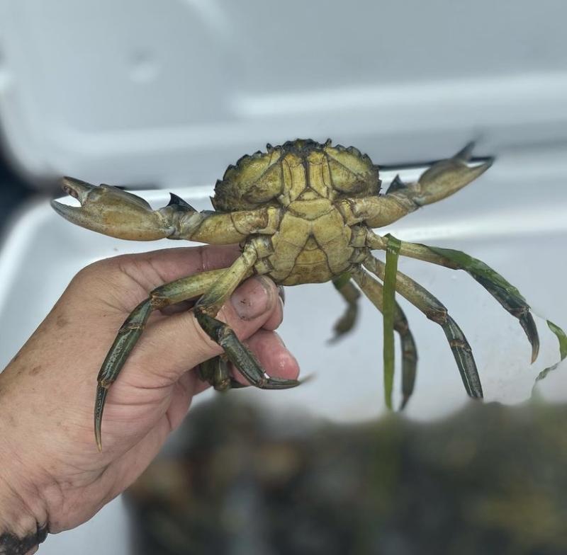 One of the green crabs Painter caught. (Photo courtesy Rockport Public Library)
One of the green crabs Painter caught. (Photo courtesy Rockport Public Library)