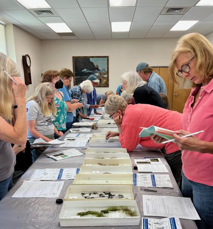 Workshop participants practice identifying aquatic plants. Volunteers play an important role in preventing the spread of invasive aquatic plants in Maine, said Coastal Rivers Conservation Trust. (Photo courtesy Coastal Rivers Conservation Trust)