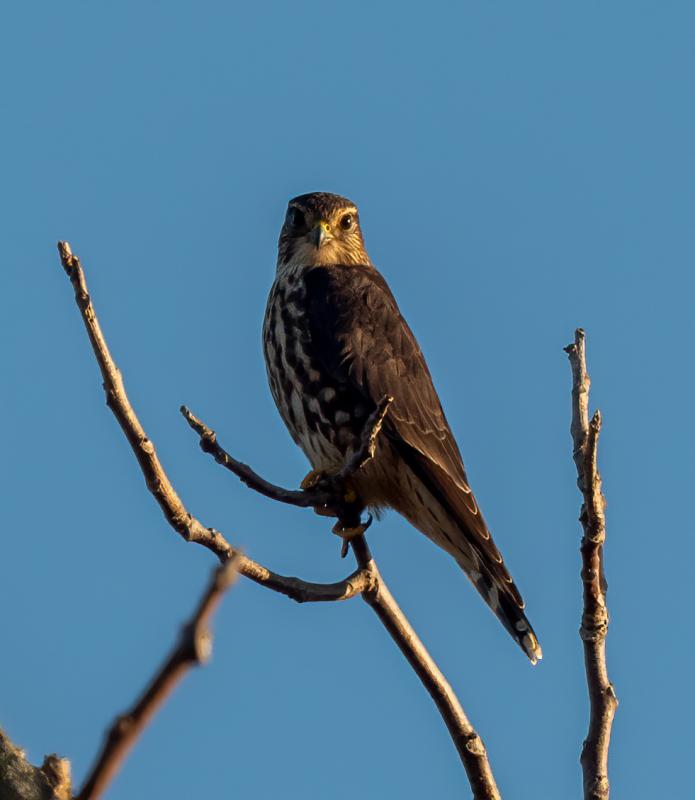 In the late 1970s and early 1980s, merlin populations had just begun to bounce back from declines as a result of DDT and other pesticides. Photo by Rhododendrites, courtesy of Wiki Commons In the late 1970s and early 1980s, merlin populations had just begun to bounce back from declines as a result of DDT and other pesticides. Photo by Rhododendrites, courtesy of Wiki Commons