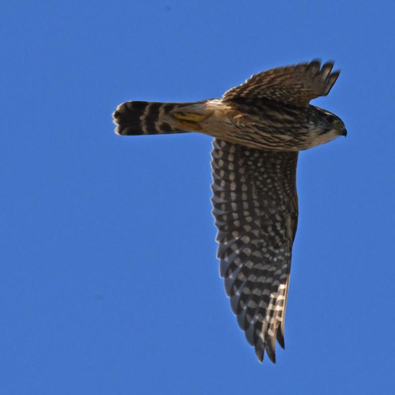 A faithful reader wrote in recently to tell us that a pair of merlins had become summer residents in her area of East Boothbay—the first time she had found them in the 28 years she has been there. Photo by wolfartist, courtesy of Wikimedia A faithful reader wrote in recently to tell us that a pair of merlins had become summer residents in her area of East Boothbay—the first time she had found them in the 28 years she has been there. Photo by wolfartist, courtesy of Wikimedia