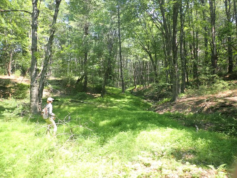 Stiltgrass can form large, dense infestations in forests (Georgetown, ME). Photo by MNAP Stiltgrass can form large, dense infestations in forests (Georgetown, ME). Photo by MNAP