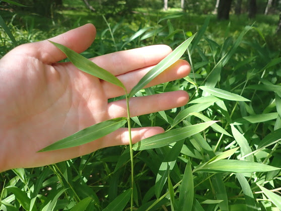 Stiltgrass leaves alternate along the stem and have a silvery stripe along the midrib. (Maine Natural Areas Program photo) Stiltgrass leaves alternate along the stem and have a silvery stripe along the midrib. (Maine Natural Areas Program photo)
