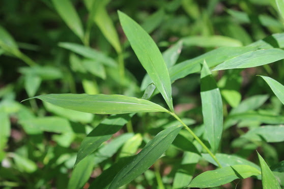 Stiltgrass leaf closeup of silvery stripe along the midrib. (Maine Natural Areas Program photo) Stiltgrass leaf closeup of silvery stripe along the midrib. (Maine Natural Areas Program photo)