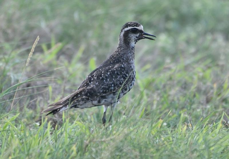 American golden-plovers, like this adult still showing some vestiges of breeding plumage photographed in fall on Aruba, are strong flyers that travel incredible distances from north to south each fall and back in the spring. An individual banded in Utqiagvik (formerly Barrow), Alaska, in June 2009 was found thousands of miles away on the island of Aruba (off the northern coast of South America) in October 2009. Courtesy of Michiel Oversteegen www.birdwatchingaruba.com American golden-plovers, like this adult still showing some vestiges of breeding plumage photographed in fall on Aruba, are strong flyers that travel incredible distances from north to south each fall and back in the spring. An individual banded in Utqiagvik (formerly Barrow), Alaska, in June 2009 was found thousands of miles away on the island of Aruba (off the northern coast of South America) in October 2009. Courtesy of Michiel Oversteegen www.birdwatchingaruba.com