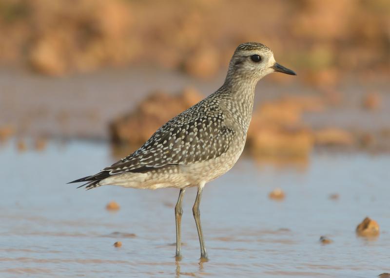 Juvenile American golden-plovers, with their distinctive golden speckling on the back and wings, migrating south from the Arctic for the first time do so without the guidance of their parents. They are more apt to wander off track and also stay farther north later in the year than adults do. Courtesy of Michiel Oversteegen www.birdwatchingaruba.com Juvenile American golden-plovers, with their distinctive golden speckling on the back and wings, migrating south from the Arctic for the first time do so without the guidance of their parents. They are more apt to wander off track and also stay farther north later in the year than adults do. Courtesy of Michiel Oversteegen www.birdwatchingaruba.com
