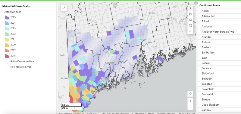 The EAB dashboard locates the bug as it spreads across Maine's landscape. "All species of (Fraxinus) ash trees, but not (Sorbus) mountain ash, that grow in Maine are susceptible to injury and death by the emerald ash borer," according the Maine Dept. of Agriculture, Conservation and Forestry. (Image courtesy DACF) c