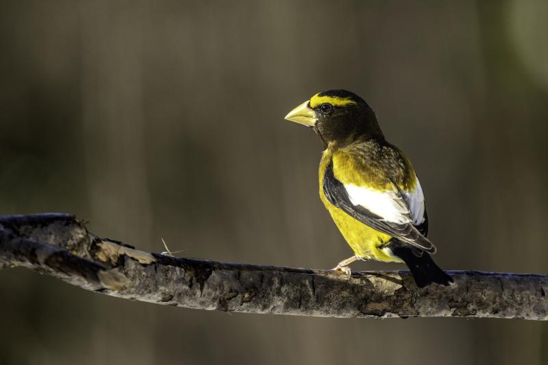 This evening grosbeak was photographed in northern Minnesota. Note the large bill and bright yellow body. Photo courtesy of Lauri Shaull, wikimedia commons This evening grosbeak was photographed in northern Minnesota. Note the large bill and bright yellow body. Photo courtesy of Lauri Shaull, wikimedia commons