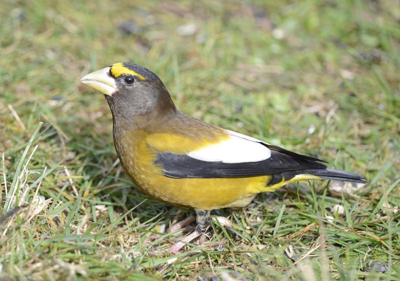 Does this male evening grosbeak from Washington state look obviously different from the bird in the above photo? Photo courtesy of Vickie J Anderson , wikimedia commons Does this male evening grosbeak from Washington state look obviously different from the bird in the above photo? (Photo courtesy of Vickie J Anderson , wikimedia commons)