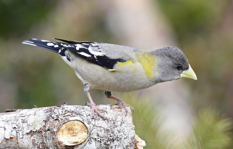 Female evening grosbeaks have an unusual gray-green color but, like the males, also have a large bill. Photo courtesy of Vickie J Anderson , wikimedia commons Female evening grosbeaks have an unusual gray-green color but, like the males, also have a large bill. Photo courtesy of Vickie J Anderson , wikimedia commons