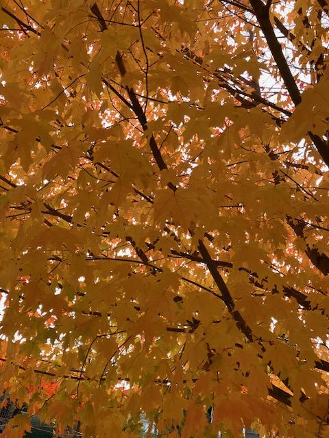 Fall foliage (Photo courtesy Susan Kanellakis) c