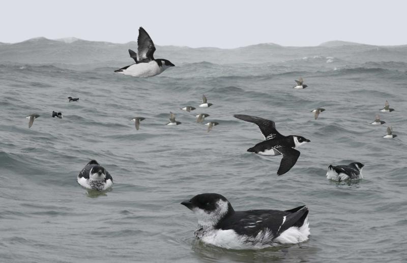 Dovekies are a quintessential seabird that typically spend the winter in northern seas. Image courtesy of Richard Crossley.