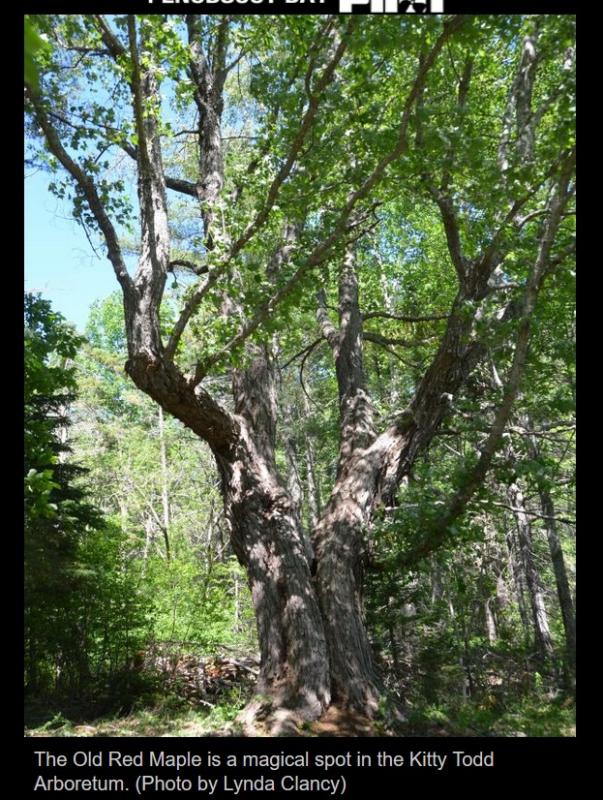Pen Bay Pilot photo of maple tree