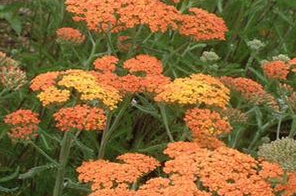 Achillea