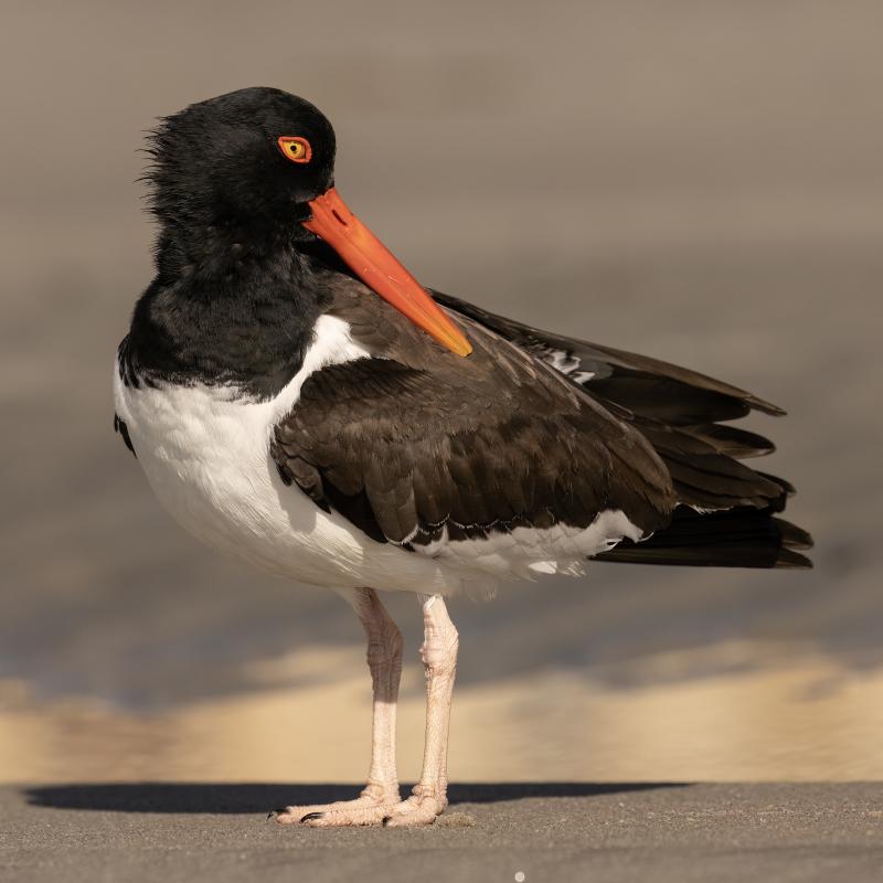 American oystercatchers use that thick orange bill to probe into the open shells of living oysters, mussels, and clams to quickly snip the muscle that holds the shells together, making the shellfish an easy meal. Photo by Chuck Homler d/b/a Focus On Wildlife, courtesy Wikimedia Commons.