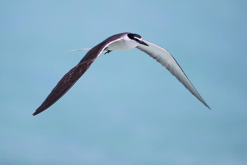 Bridled terns nest on islands across the tropics no closer to Maine than the Bahamas. One has been spotted around tern colonies from Eastern Egg Rock off New Harbor south to Stratton Island off Scarborough. Photo by JJ Harrison, courtesy of Wikimedia Commons.