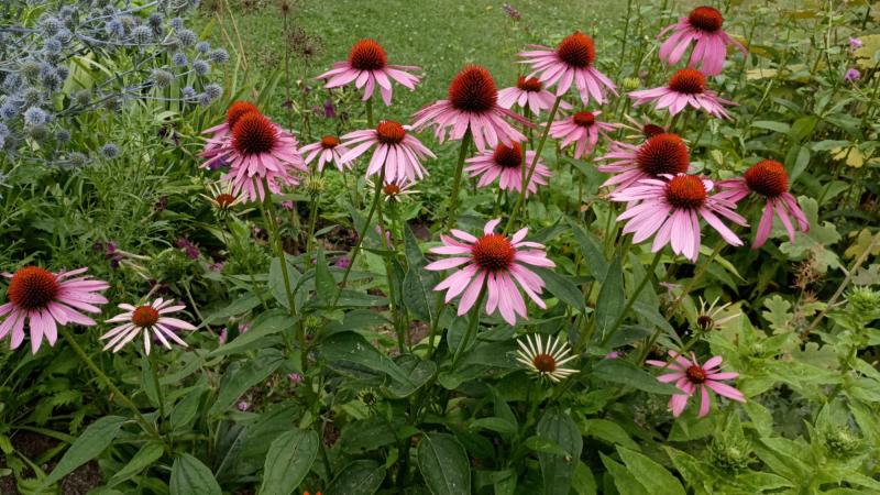 pink flowers