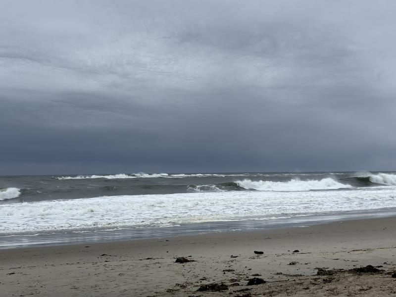 During a visit to see the Nor'easter surf at Biddeford Pool, the authors were delighted to see a flock of sanderlings feeding along the surf's edge. Photo courtesy of Allison Wells.