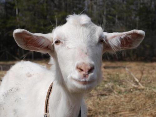 Goats