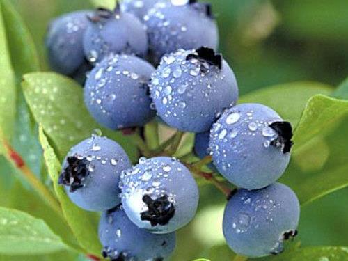 blueberries!