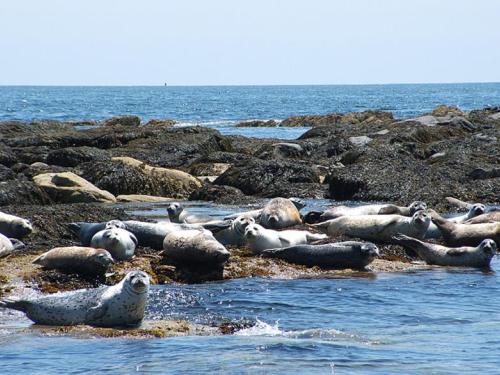 Seals Seals