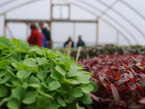 Belfast Community Co-op, Villageside Farm, lettuce 