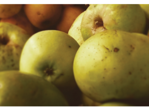 heritage Maine apples