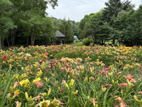 Merryspring's mission is to practice, teach and advocate sound principles of ecology, conservation and horticulture in order to protect our natural environment; and to provide natural landscapes and cultivated areas for public enjoyment.